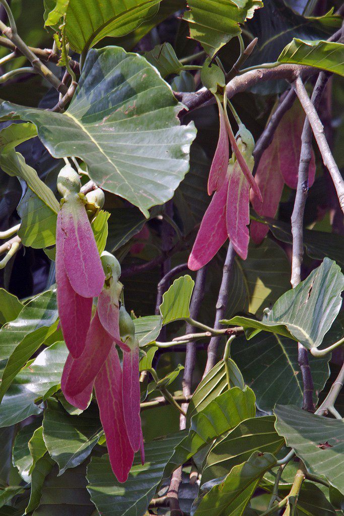 Cây Dầu con rái đỏ. Dipterocarpus turbinatus Gaertn. f. - Cây Thuốc Nam Quanh Ta